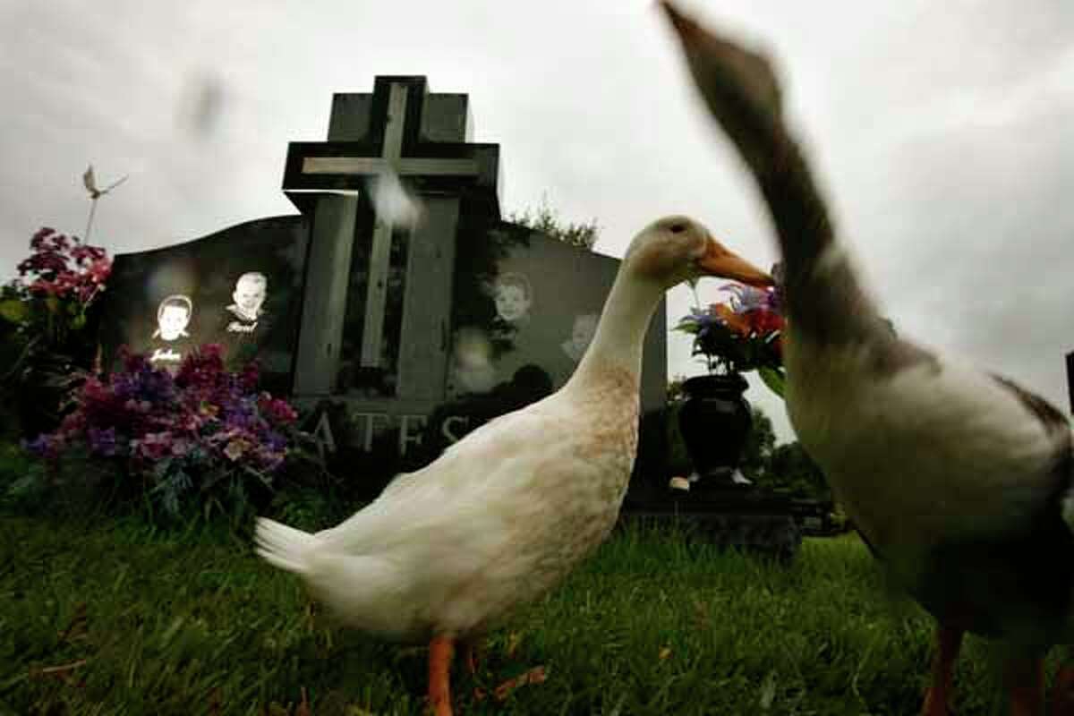7/26/06--Ducks stand near the Yates children grave site Wednesday afternoon, July 26, 2006, at the Forest Park East cemetery in Webster, Texas. Their mother Andrea Yates who earlier was convicted of killing her five children was found not guilty today after her retrail.
