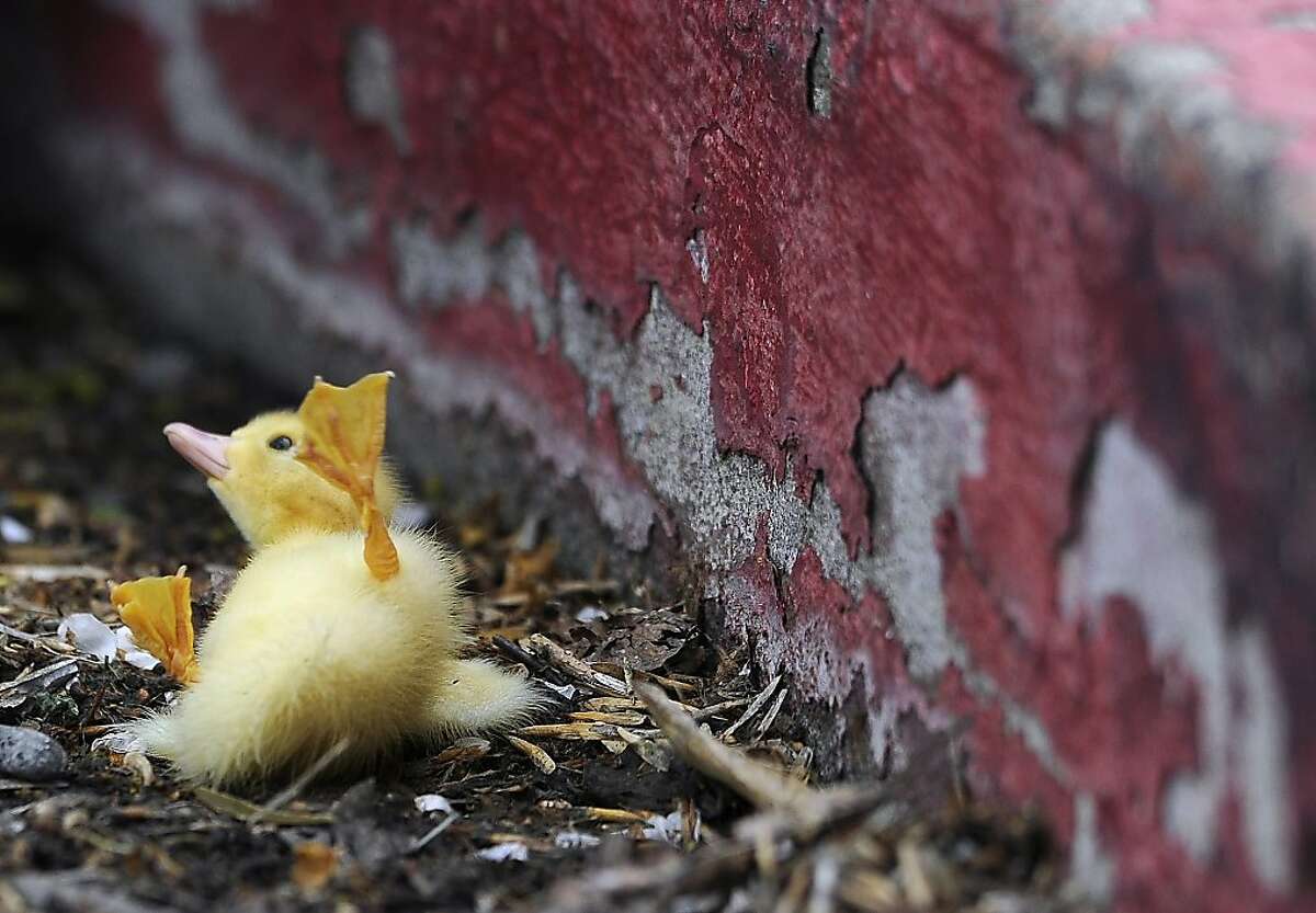 why-did-the-duckling-climb-the-curb