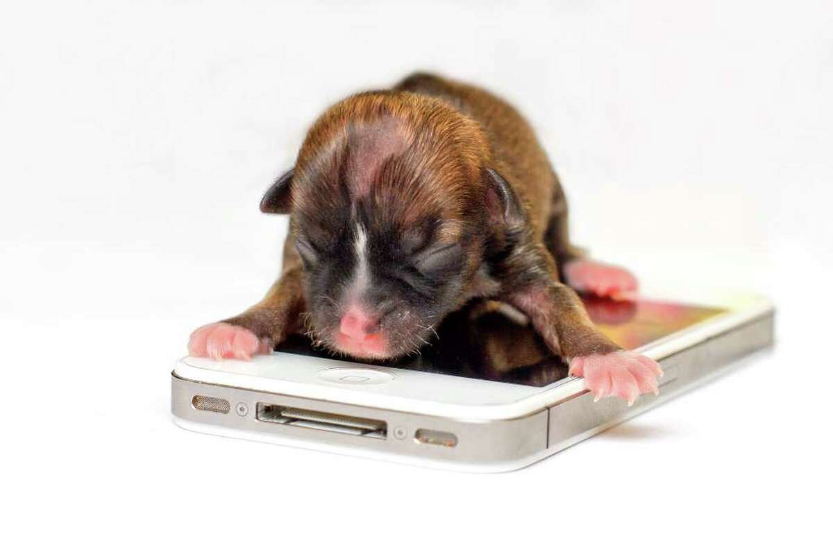 This handout photo provided by El Dorado DOG Photography shows a female Dachshund mix named Beyonce on top of an iPhone in El Dorado Hills, Calif. The puppy named after one of the world's biggest pop stars could set the world's record for tiniest dog. Animal rescuers in Northern California say that Beyonce was so small at birth that she could fit into a spoon. (AP Handout Photo/Lisa Van Dyke) NO SALES NO ARCHIVE MANDATORY CREDIT