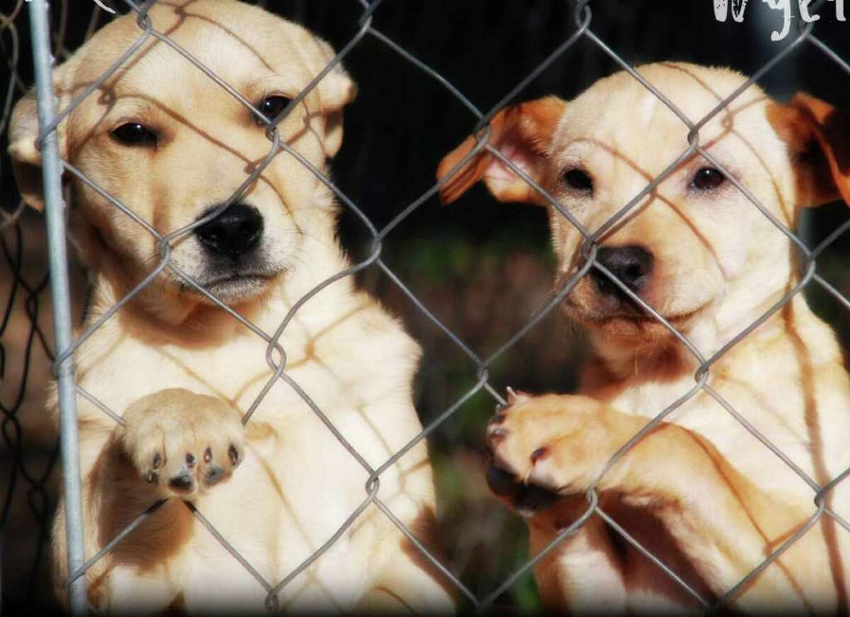 Support PuppyPalooza 3 adoption event in Norwalk