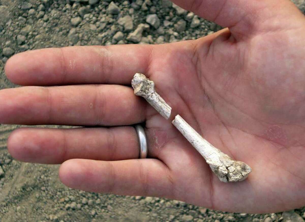 A bone fragment from a 3.4-million-year-old partial foot was recovered during an excavation in Ethiopia.