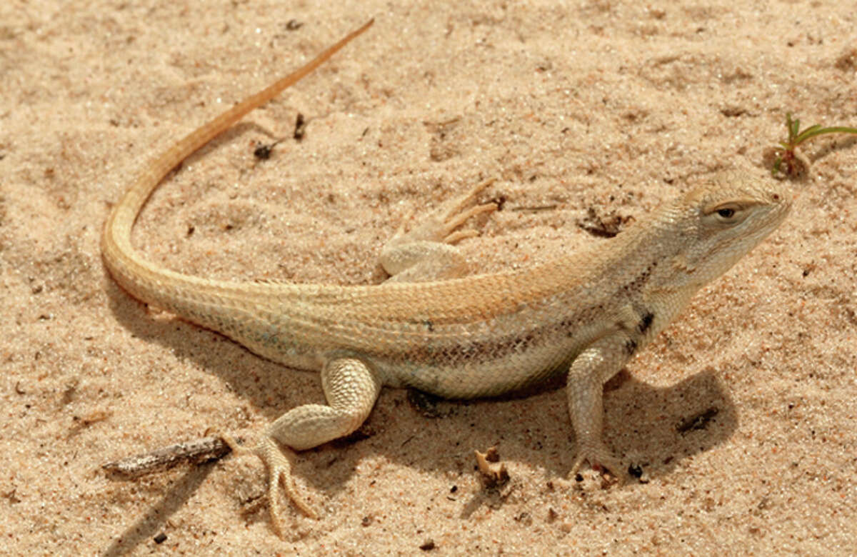 The Fish and Wildlife Service has put off a decision on listing the dunes sagebrush lizard as endangered.