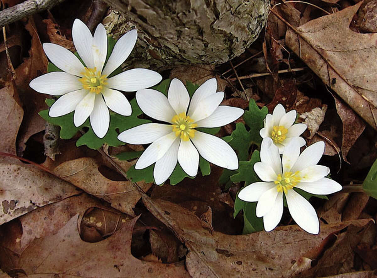 Bloodroot (Photo by Jacqueline Donnelly)