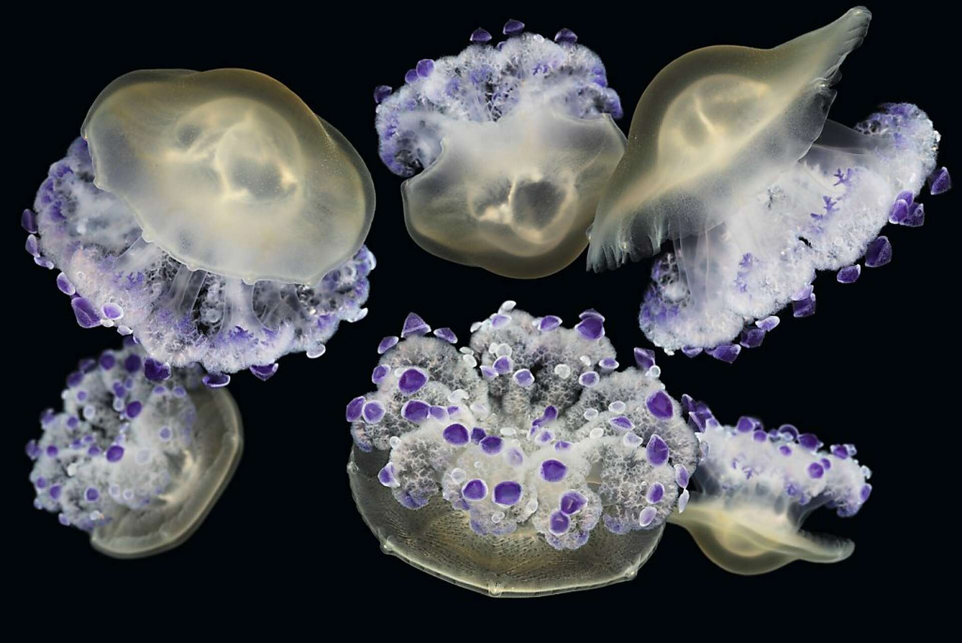 Monterey aquarium jellies jam to psychedelic beat