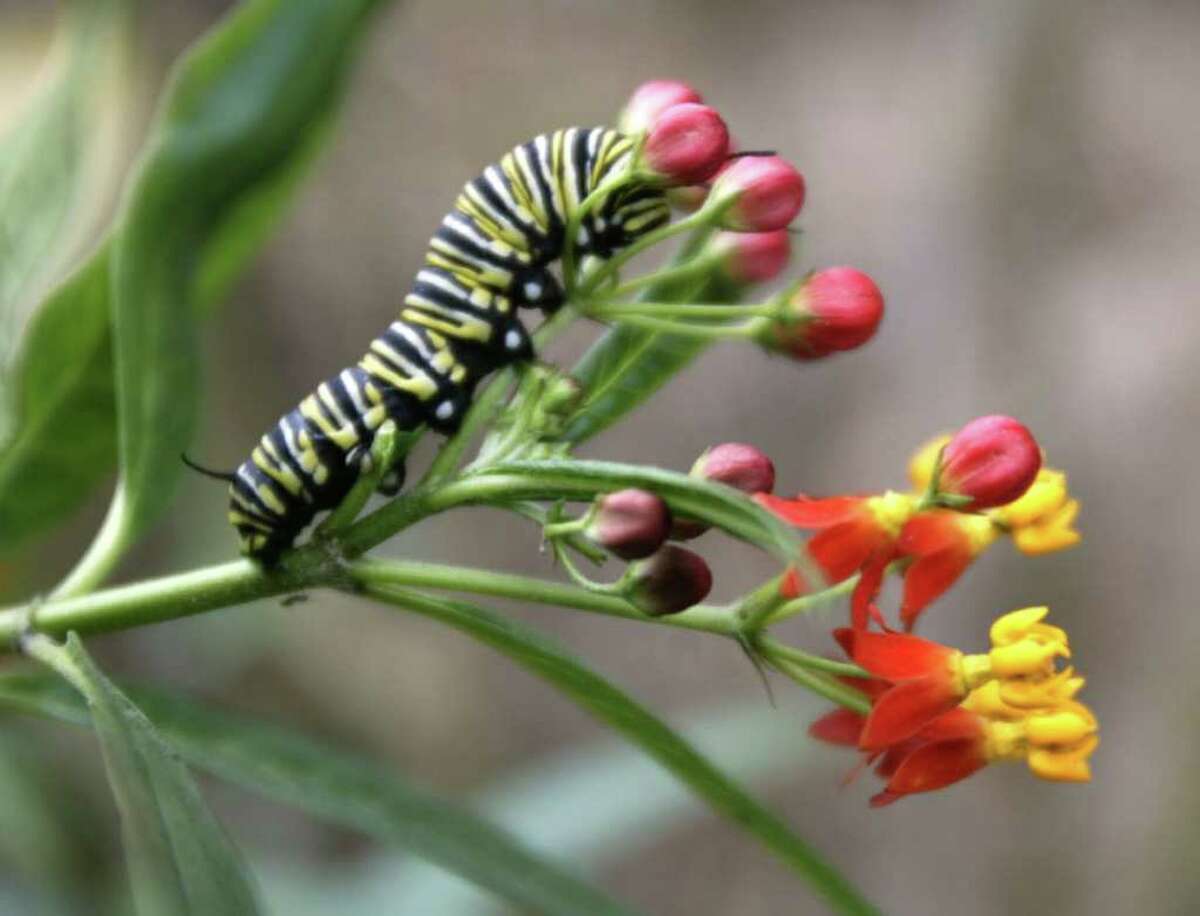 Gardening for butterflies an education for entire family