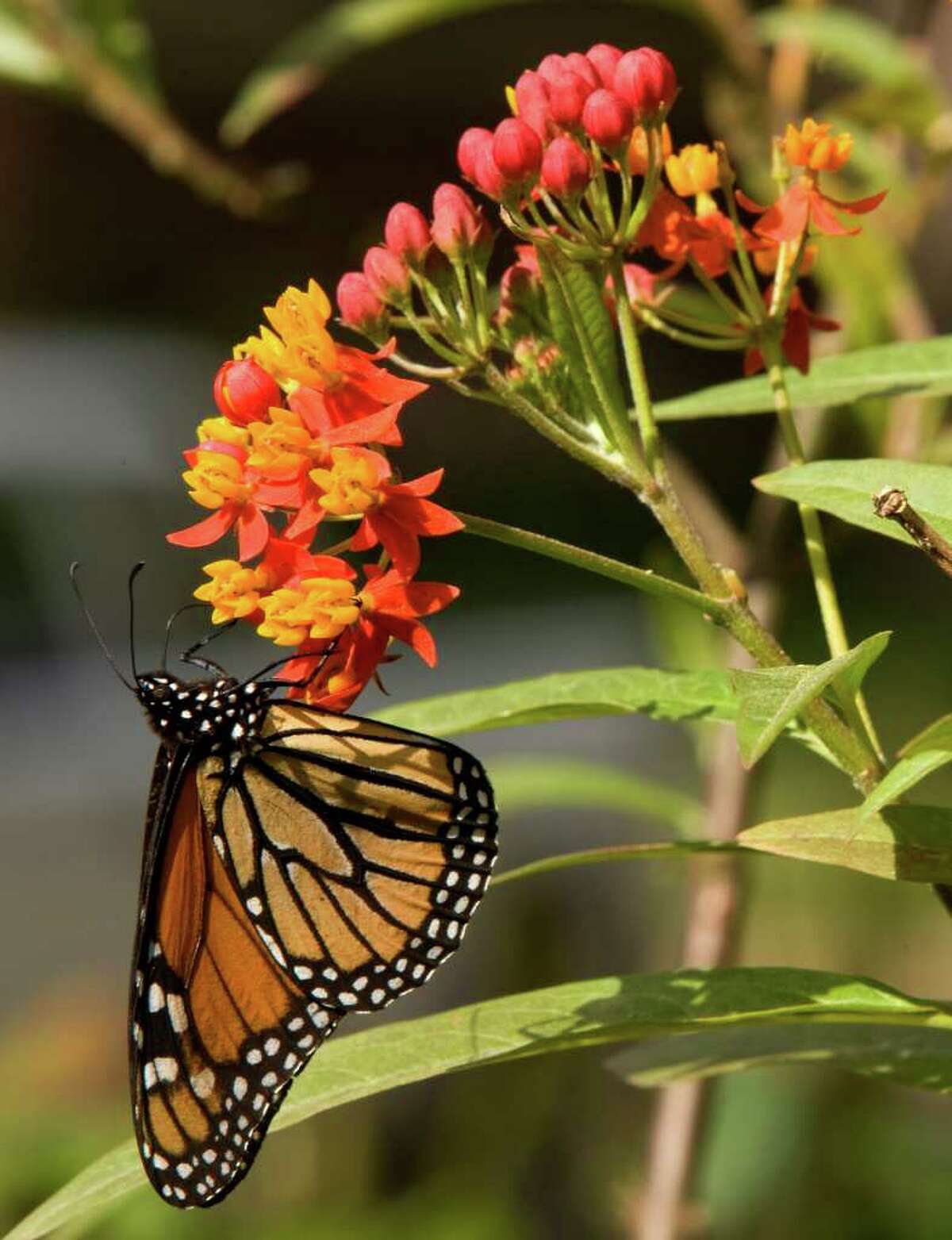 Gardening for butterflies an education for entire family