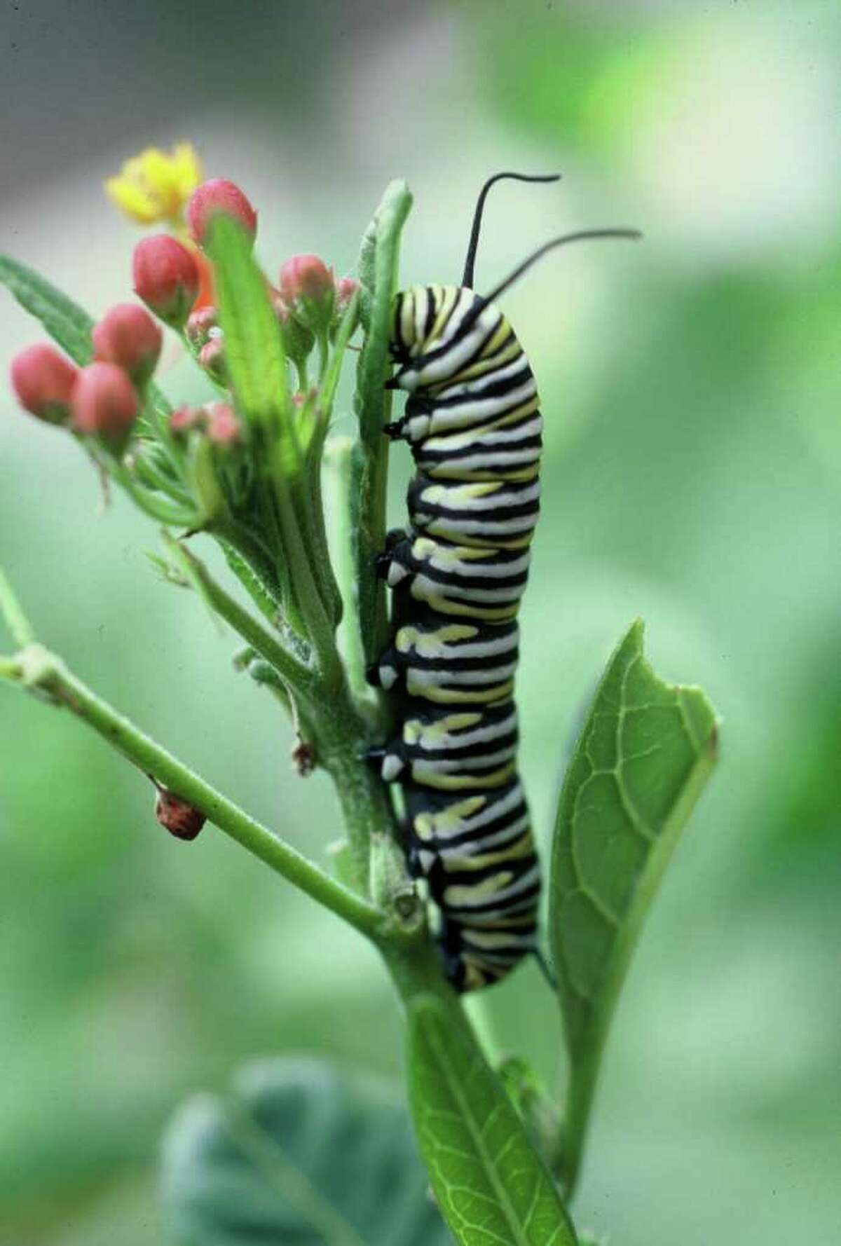 Gardening for butterflies an education for entire family