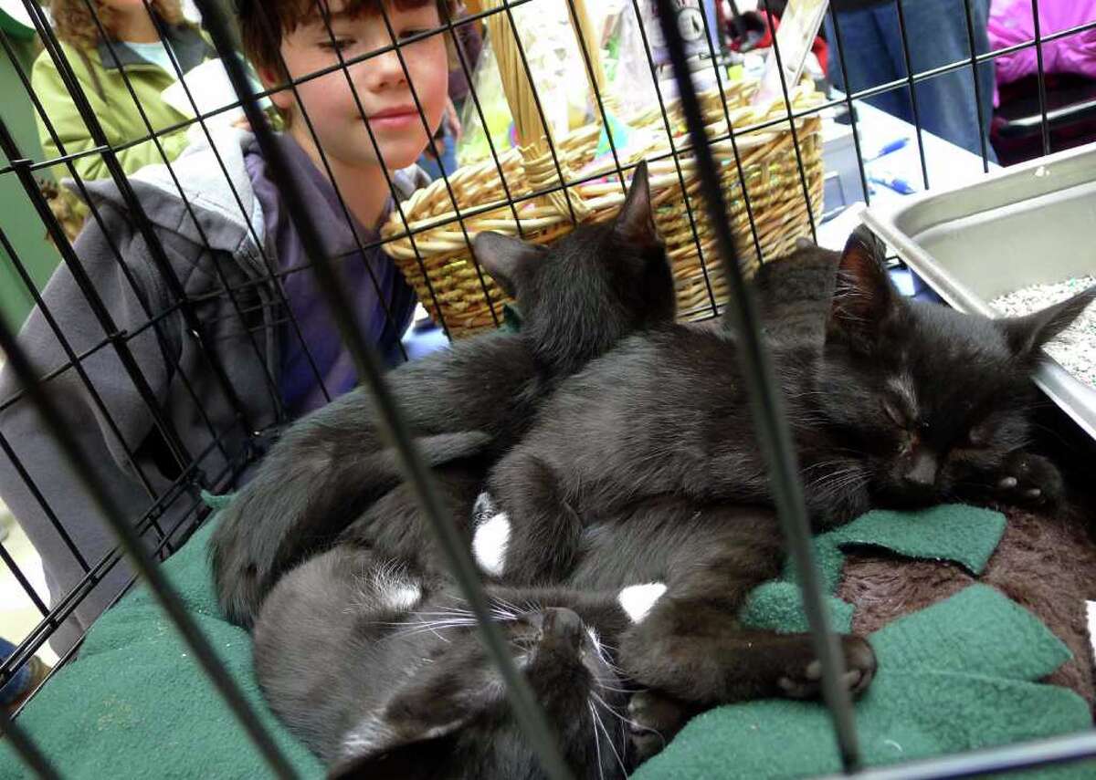 Photos Pet adoptions