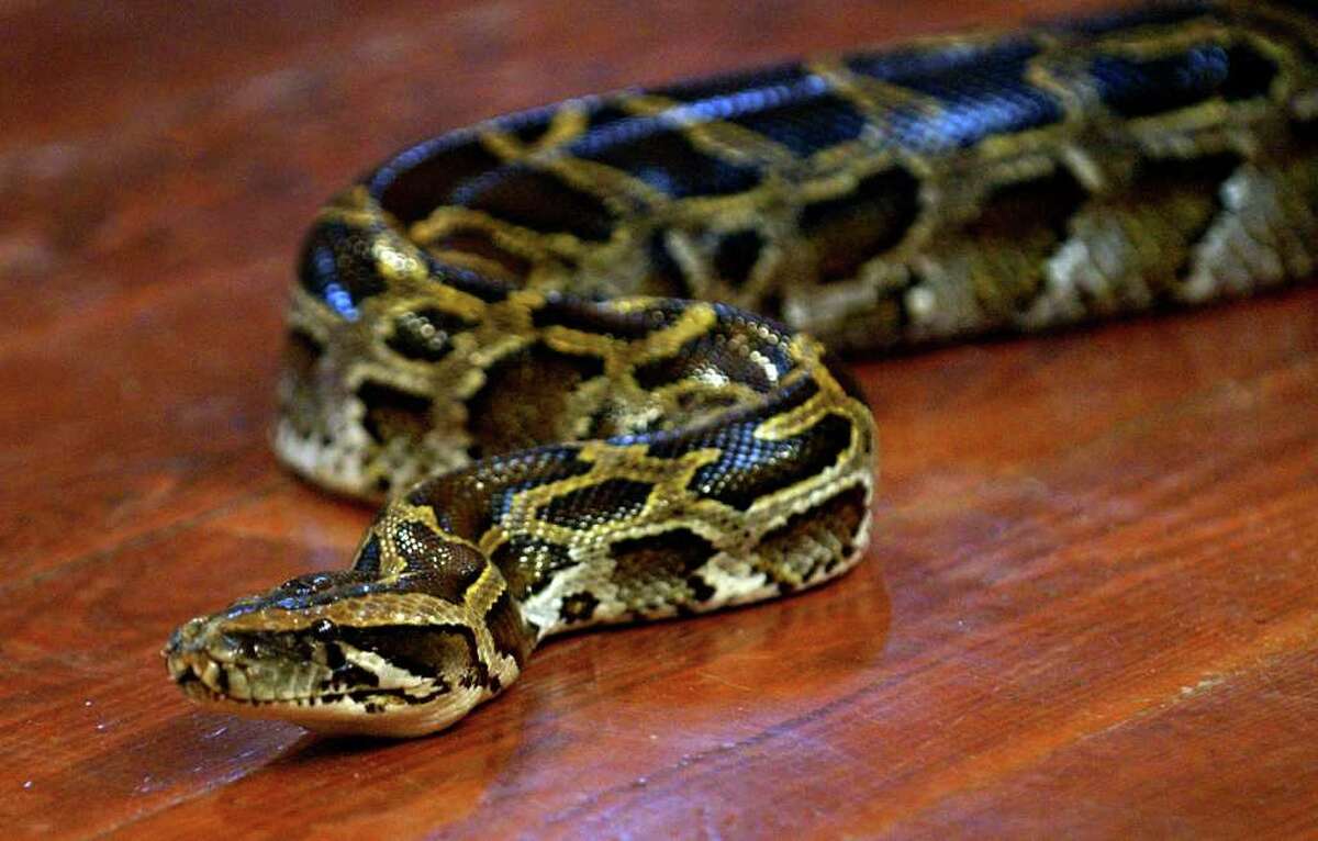 DEEP collects 5 illegal pets, one vicious python, at Beardsley Zoo