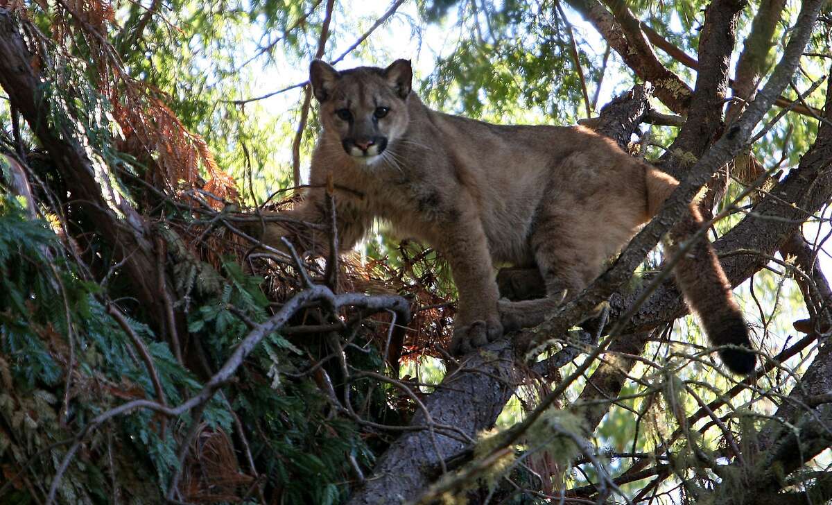 A young male mountain lion, around 9-12 months old, 30 feet above the ground seeks safety in the trees near Santa Cruz, Calif on Thursday Jan. 1, 2009.