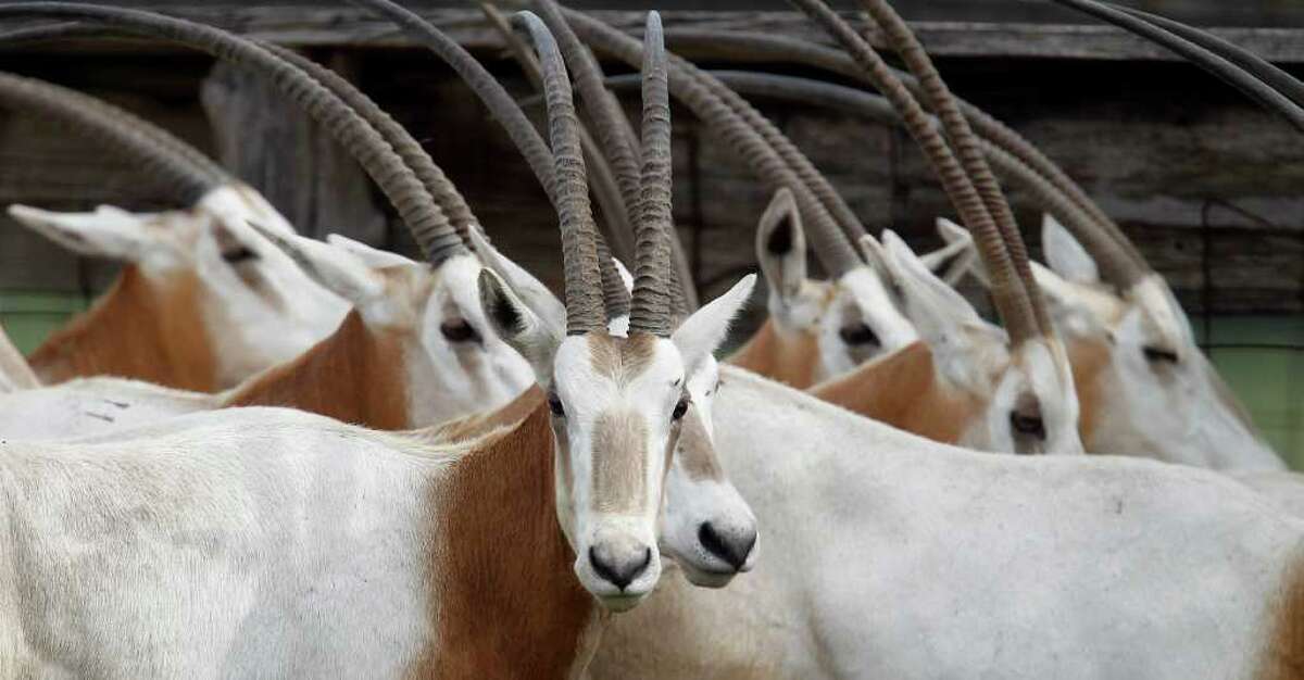 Scimitar-horned oryxes in a pen at Tommy Oates' livestock auction business in Huntsville.