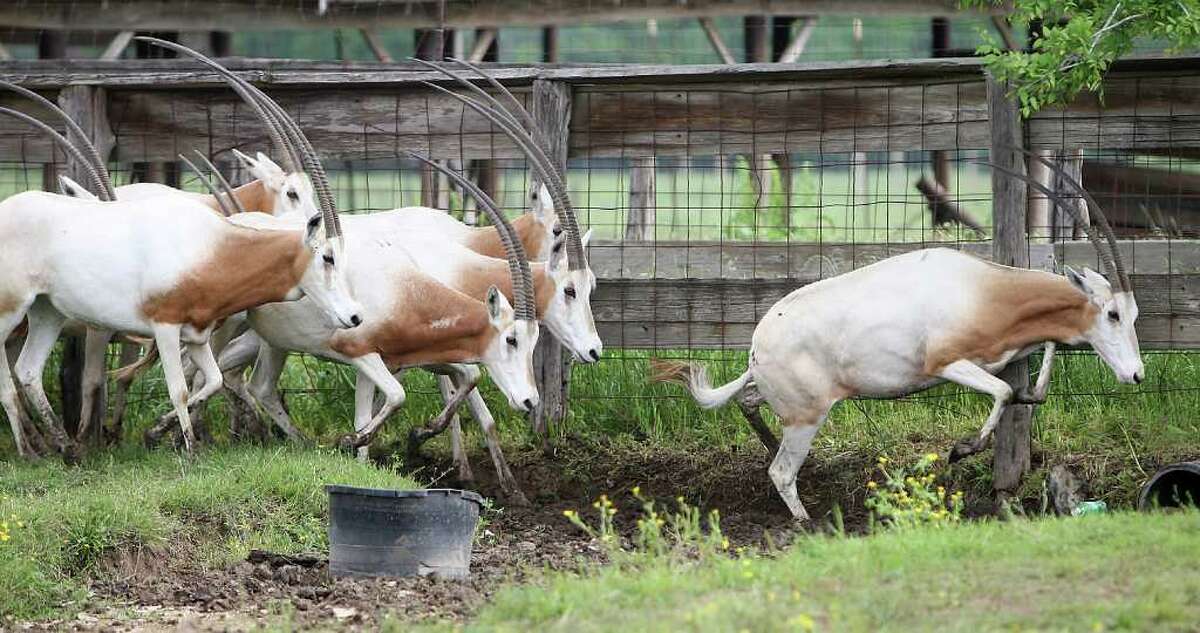 Scimitar-horned oryxes stand in a pen at Tommy Oates' livestock auction business, Wednesday, March 28, 2012, in Huntsville, where he deals in exotics. A new federal law placing three endangered African antelope under protection of the Endangered Species Act went into effect Wednesday, April 4, 2012, which means Texas exotic animal ranchers are shooting and selling off their herds before they become worthless. Texas has the largest herds of these three antelope, which are either extinct or nearing it in their natural habitat, in the world. They are seeking a court injunction against the rule saying that if it goes into effect, these animals will in fact become extinct.