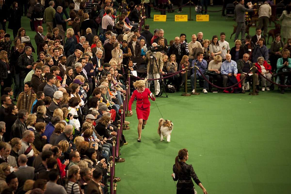 Westminster Kennel Club Dog Show New York at Samuel Luman blog