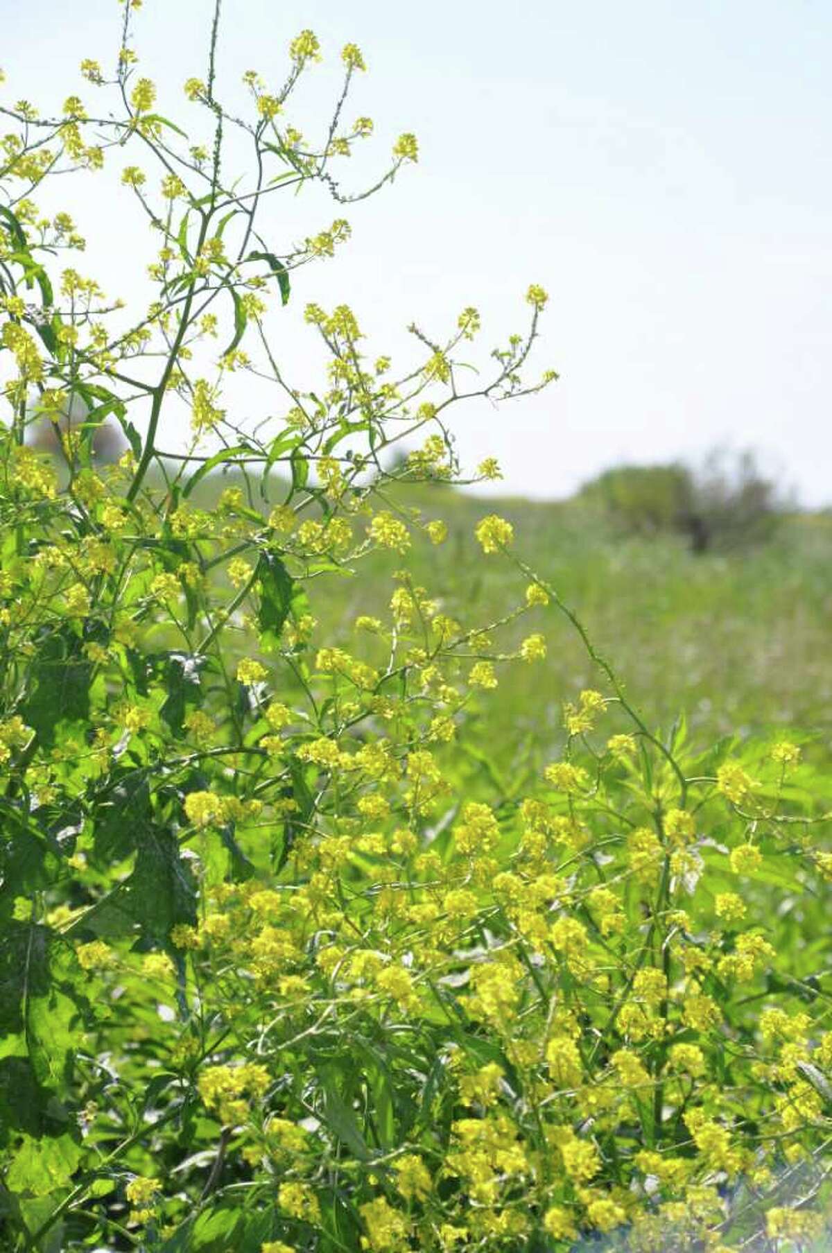 Leafy bastard cabbage blots out Texas wildflowers