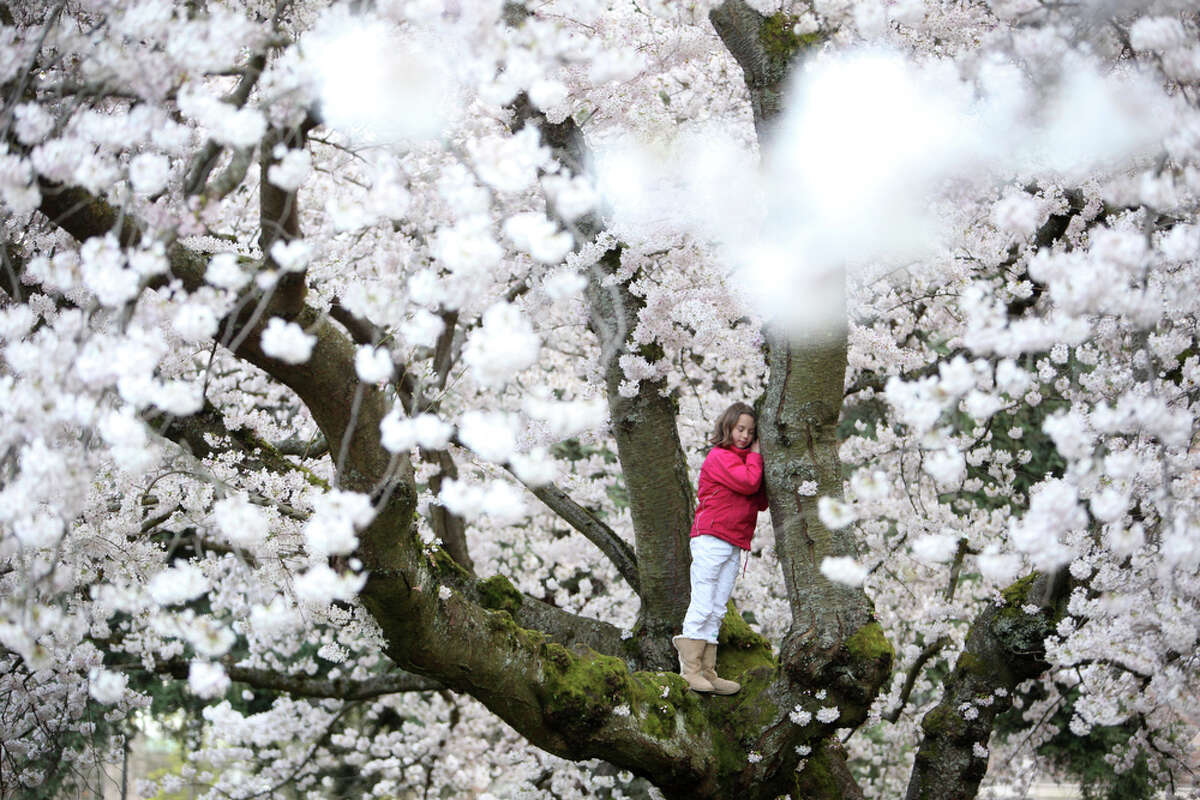 Cherry Trees Blossom At Uw