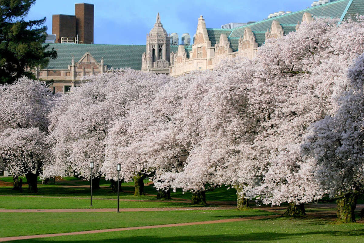 Cherry trees blossom at UW