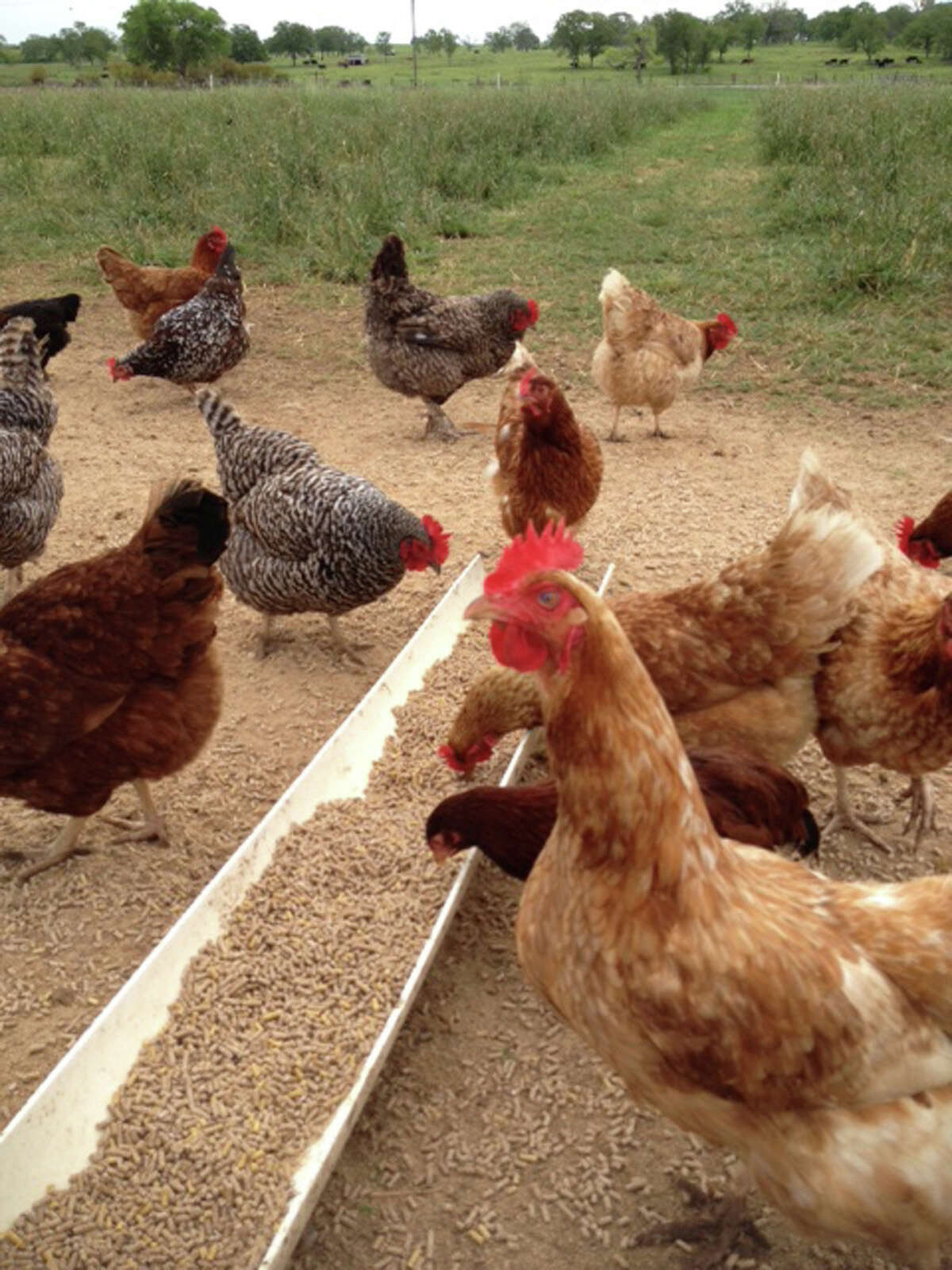 Happy hens lay flavorful eggs 