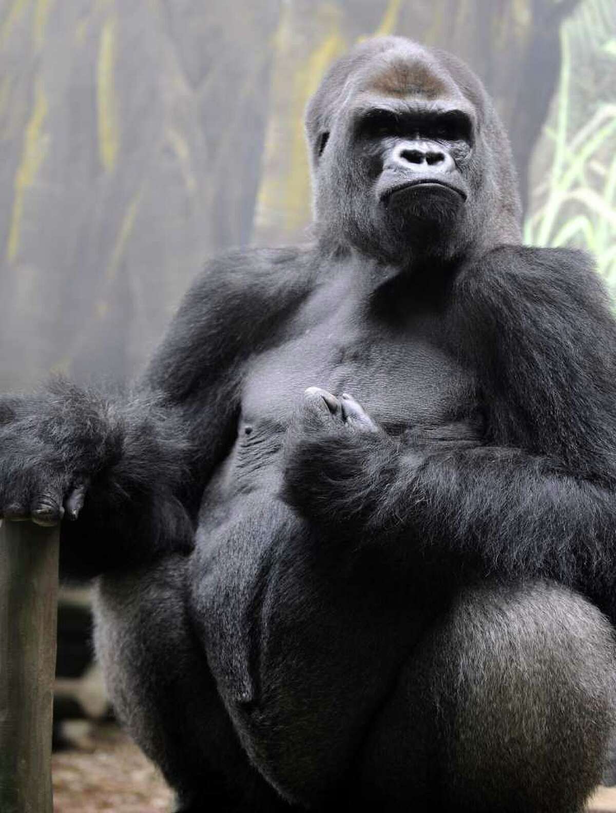 Ya Kwanza, a silverback gorilla male, sits in its enclosure "Gorilla's Camp" at the Amneville zoo, eastern France, on April 04, 2012. Ya Kwanza arrived with seven other gorillas from other western zoos, as part of the European Endangered species Programme (EEP) to promote their breeding.