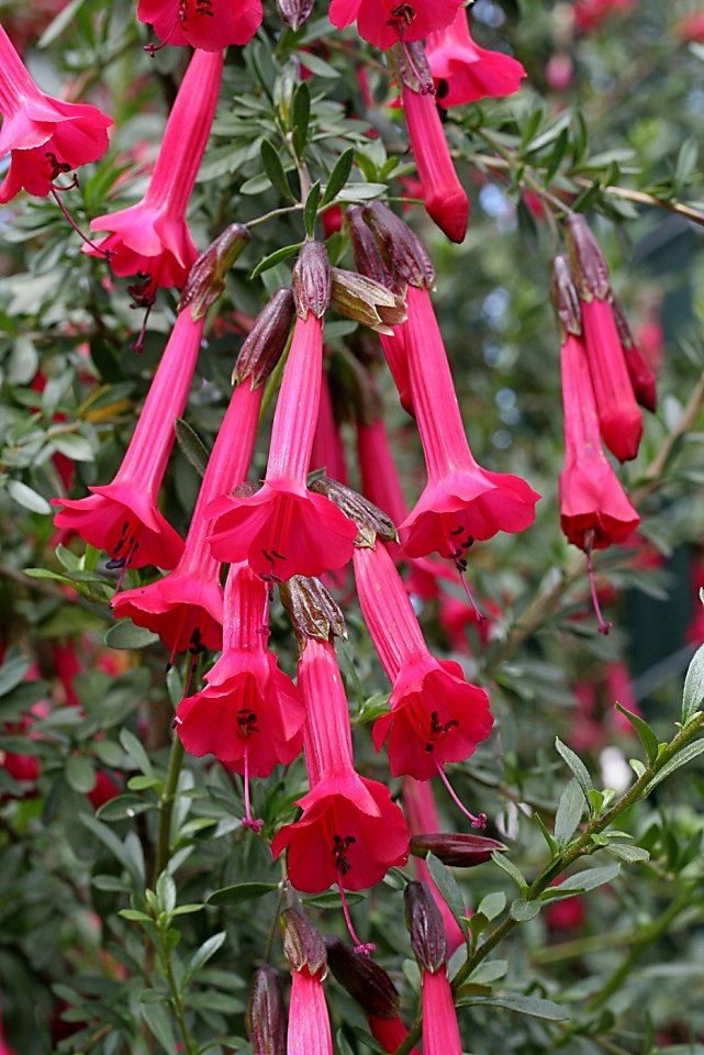 national flower of central america