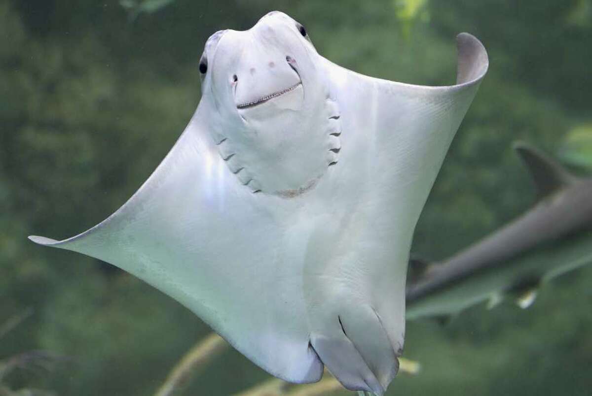 26 awesome, nightmareinducing creatures found in the Gulf of Mexico 26 awesome, nightmareinducing creatures found in the Gulf of Mexico