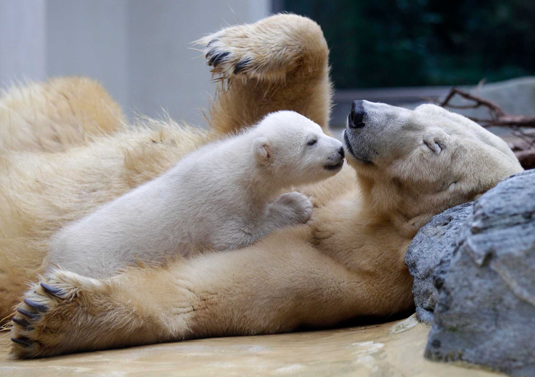 Awww: Cute zoo babies