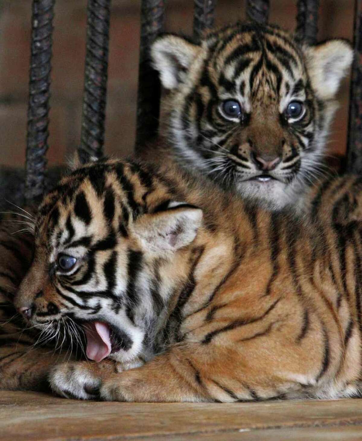 Awww: Cute Zoo Babies