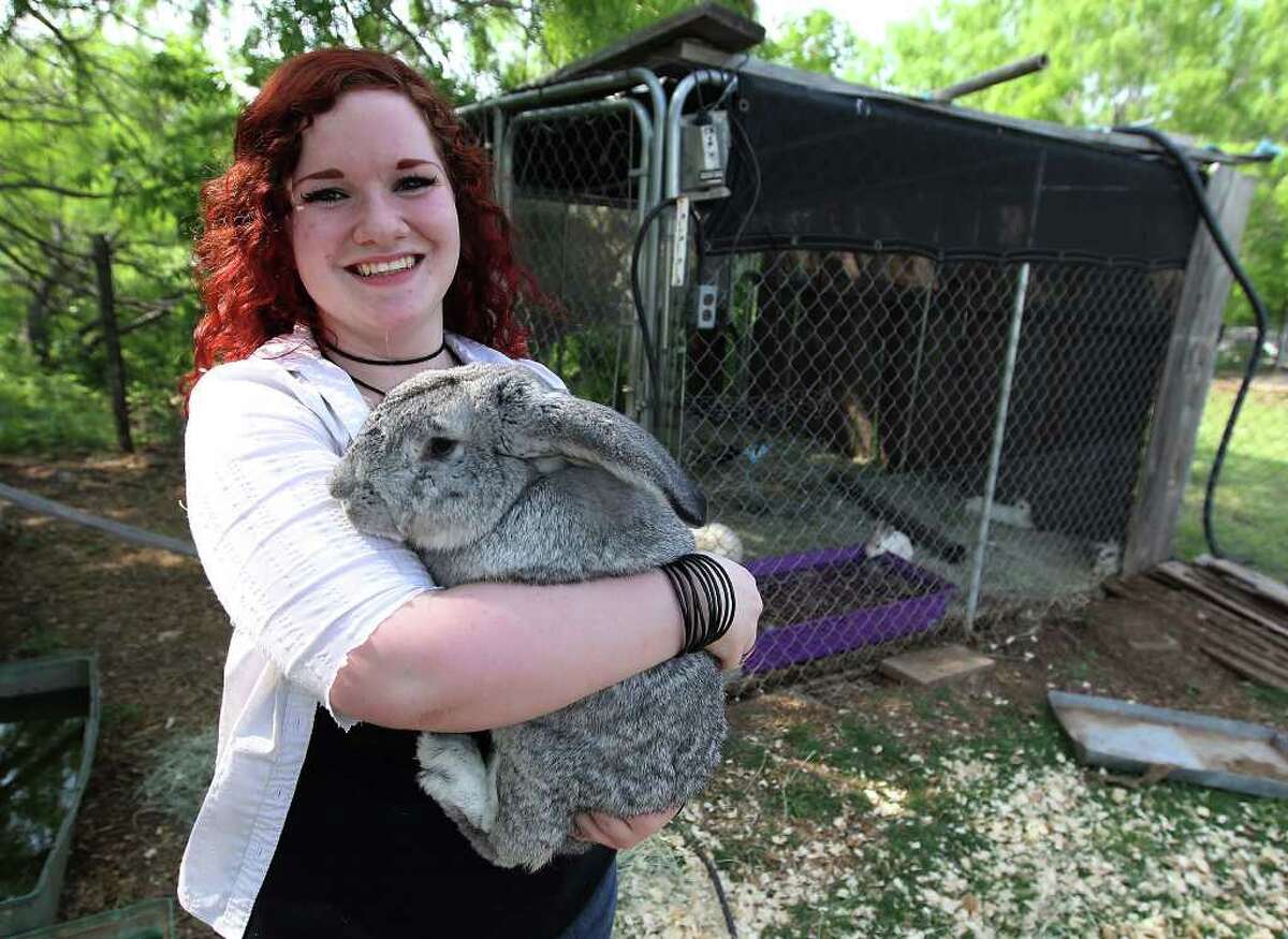 Cheyenne Hendricks, 16, holds onto a rabbit named, No No Bad Bunny at the Retired Rabbit Sanctuary on Apr. 3, 2012. Cheyenne and her parents run the sanctuary in Eastern Bexar County.