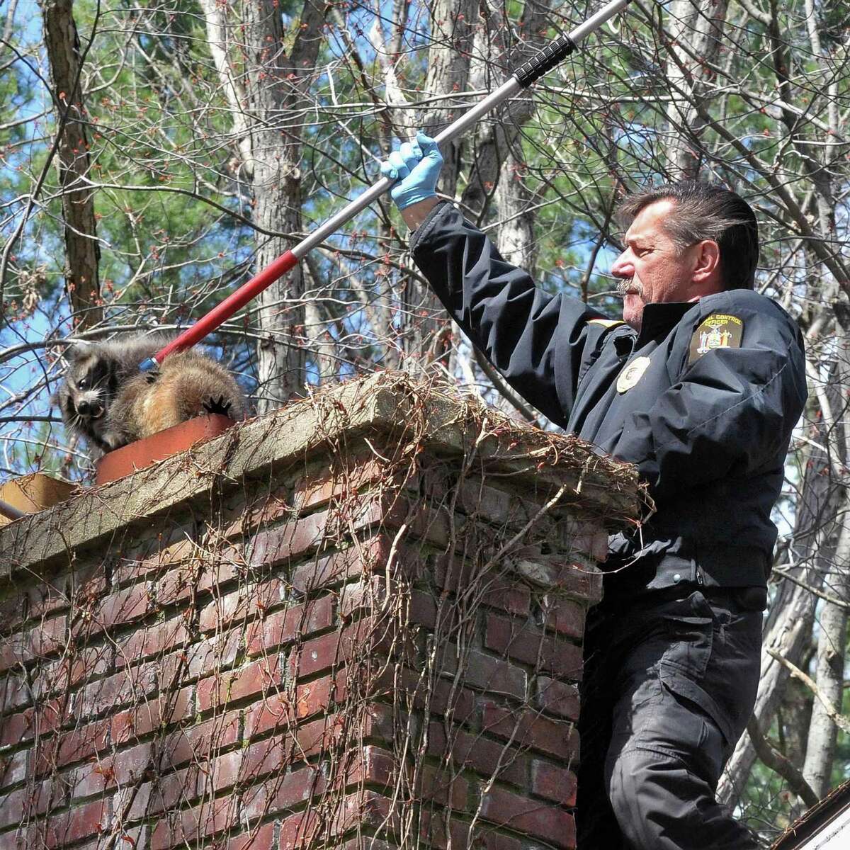 Critters getting early eyeopener