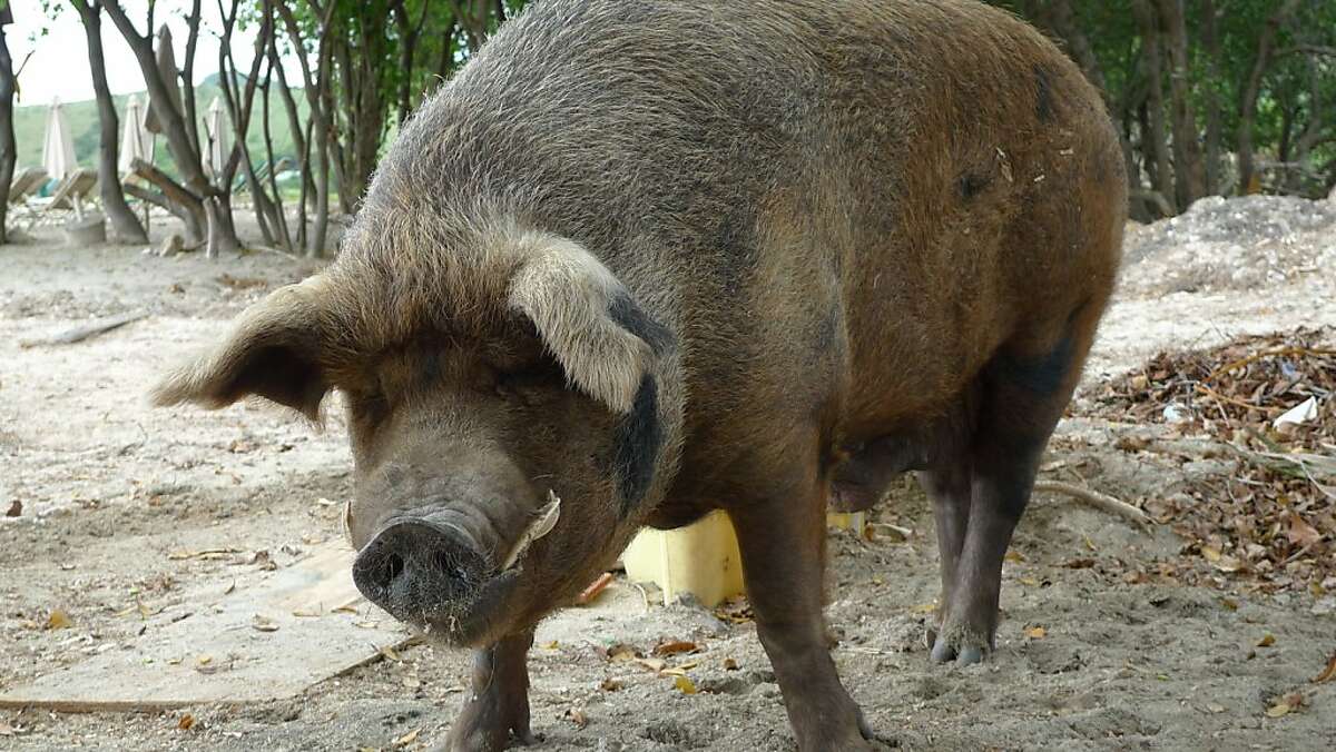 Finding the quiet side of St. Kitts