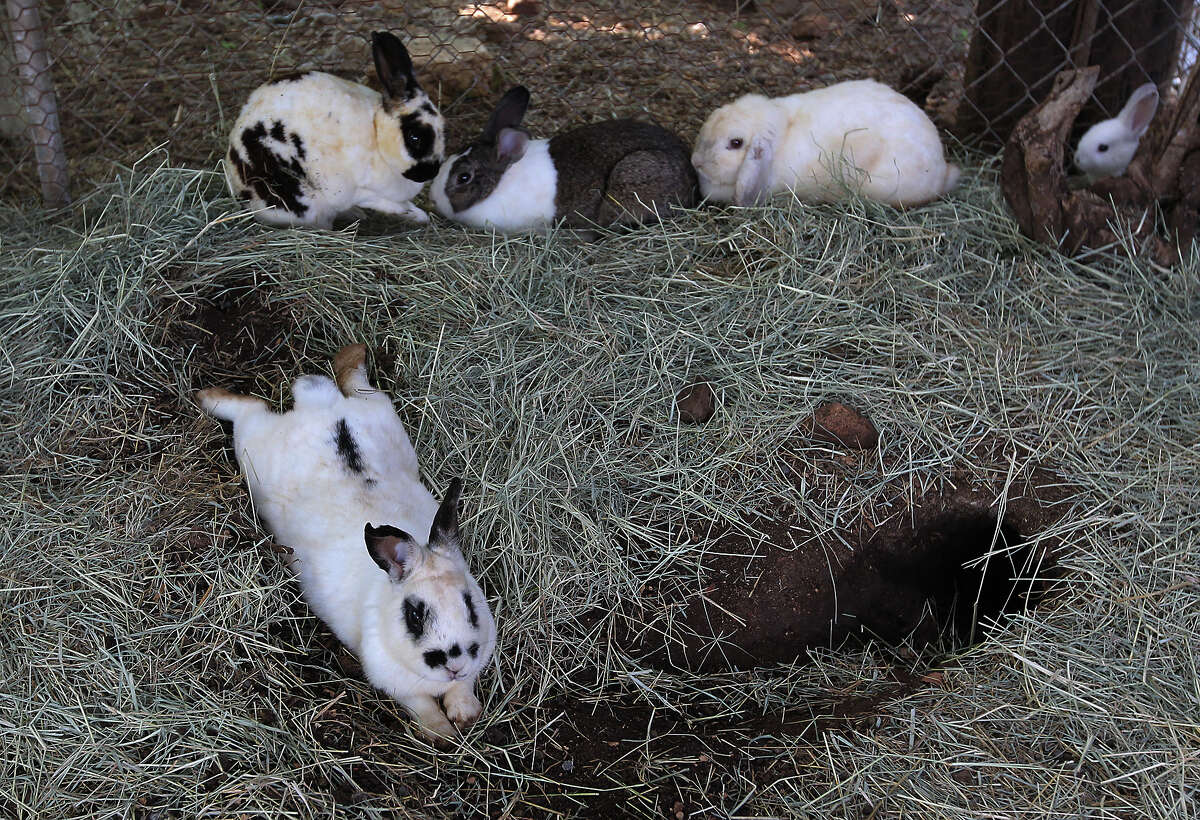 Bunny trail ends here