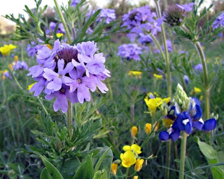 Your Texas wildflower season forecast Houston Chronicle