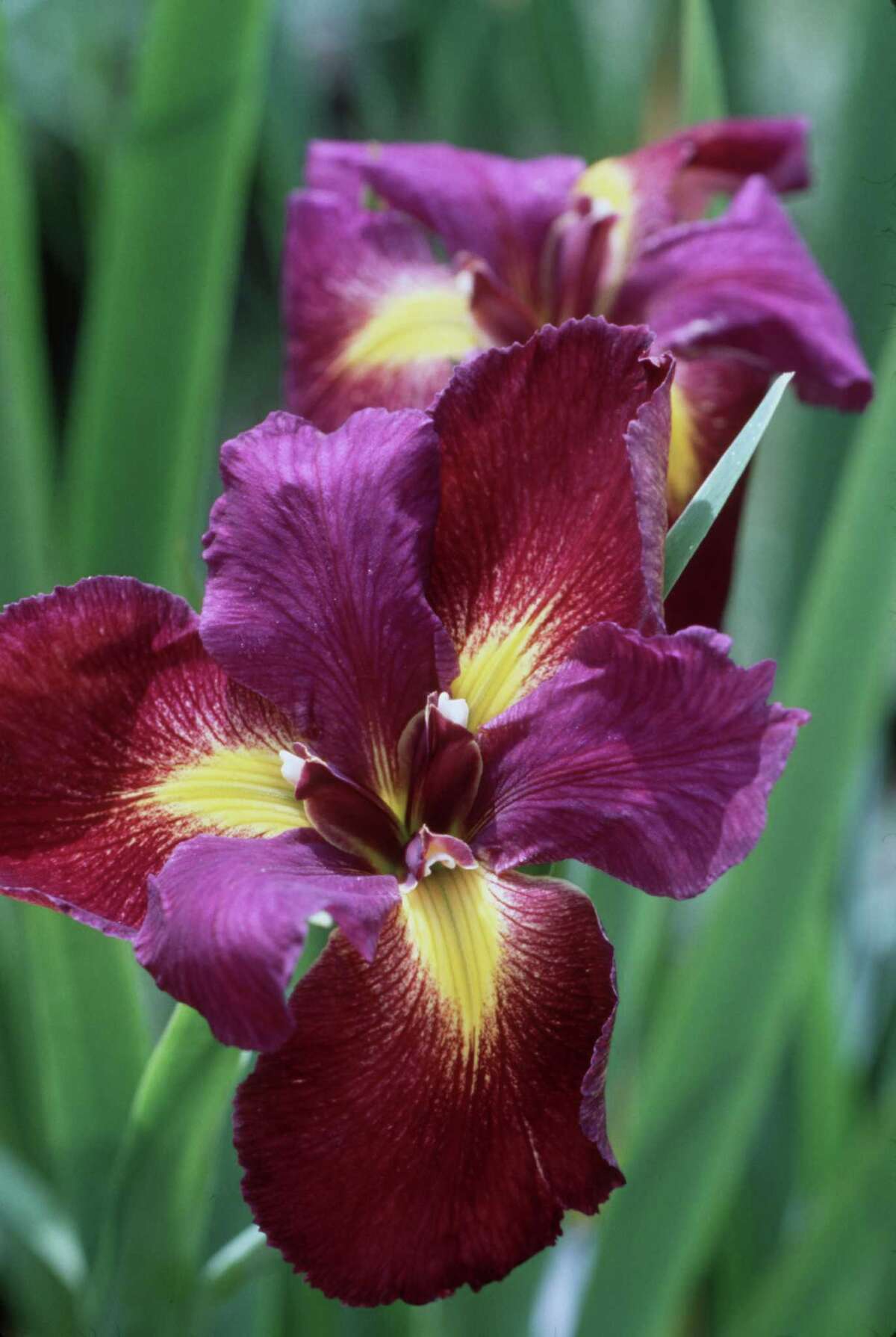 Louisiana irises flower best with sun and water