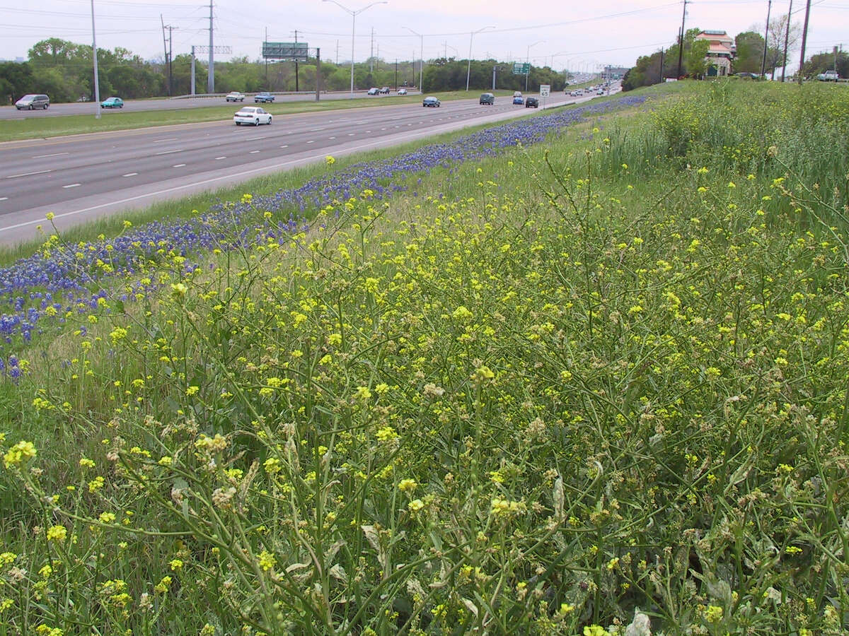 Bastard cabbage gains ground among wildflowers