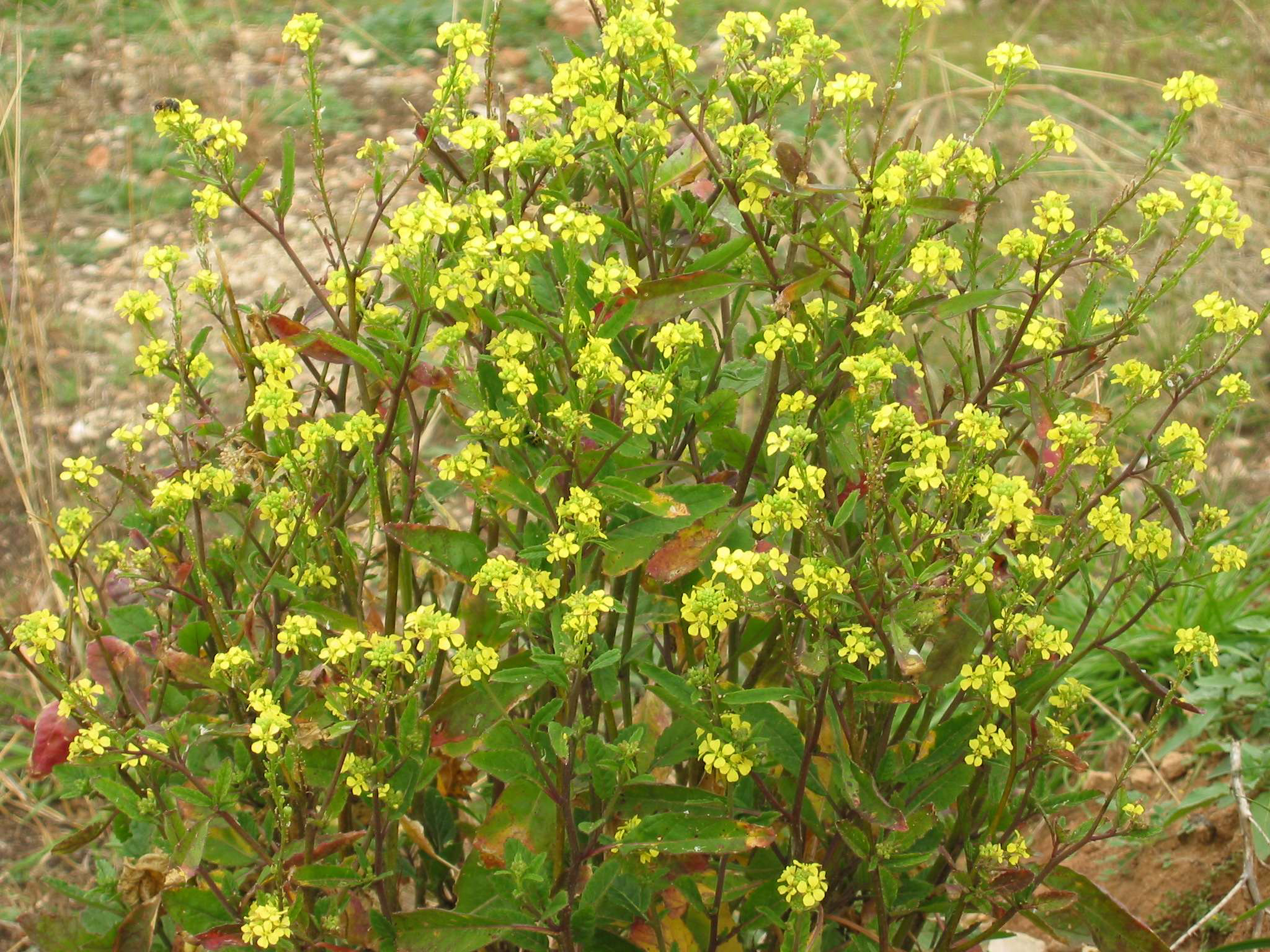 Bastard cabbage gains ground among wildflowers