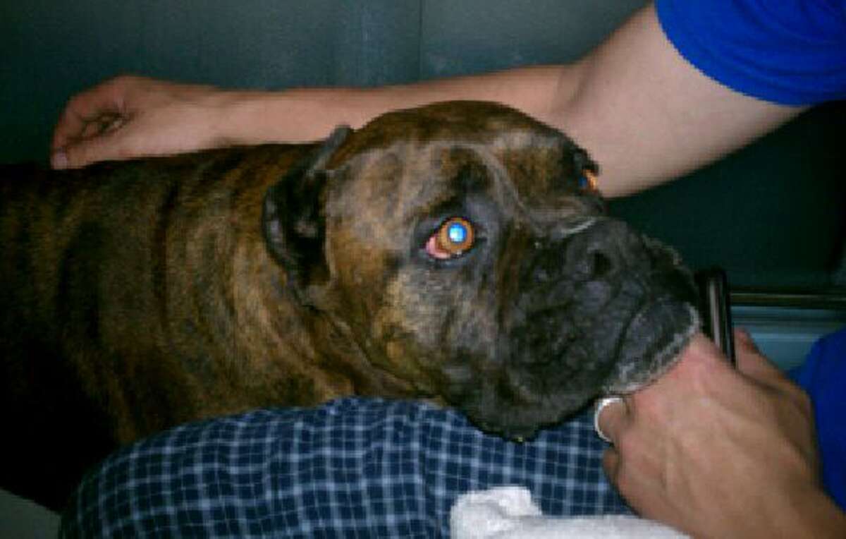 This April 3, 2012 photo provided by Trent Welch was posted on various social media sites after Welch and his family members found brindle boxer Oscar following a tornado in Forney, Texas. Juan Ventura Jr. held out little hope he would ever see his brindle boxer Oscar, that had been in the backyard when the devastating twister swept through Tuesday, leaving no sign of the pooch or his dog house. But he was reunited with the dog Thursday, April 5, after the family that found him posted his picture on social media sites and a third party made the connection between a media interview with Ventura and the boxer?s picture. (AP Photo/Courtesy of Trent Welch)