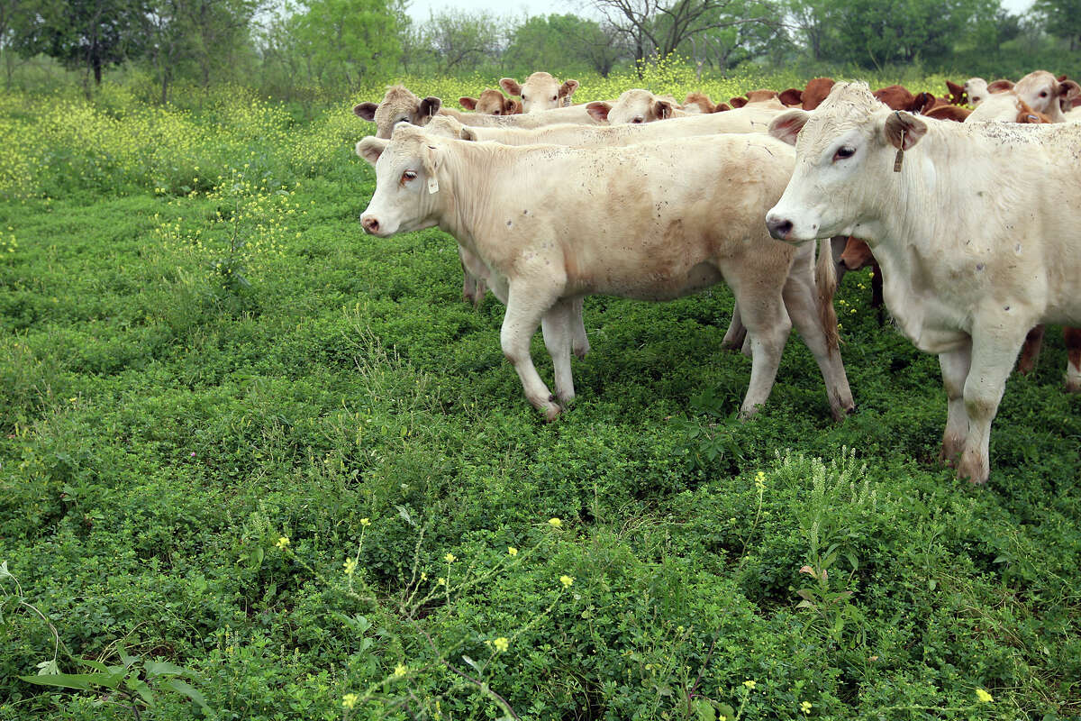 Rancher Ty Keeling's feeder stock have plenty of green clover to eat on land he's leasing near Pleasanton, far different from his situation last year.