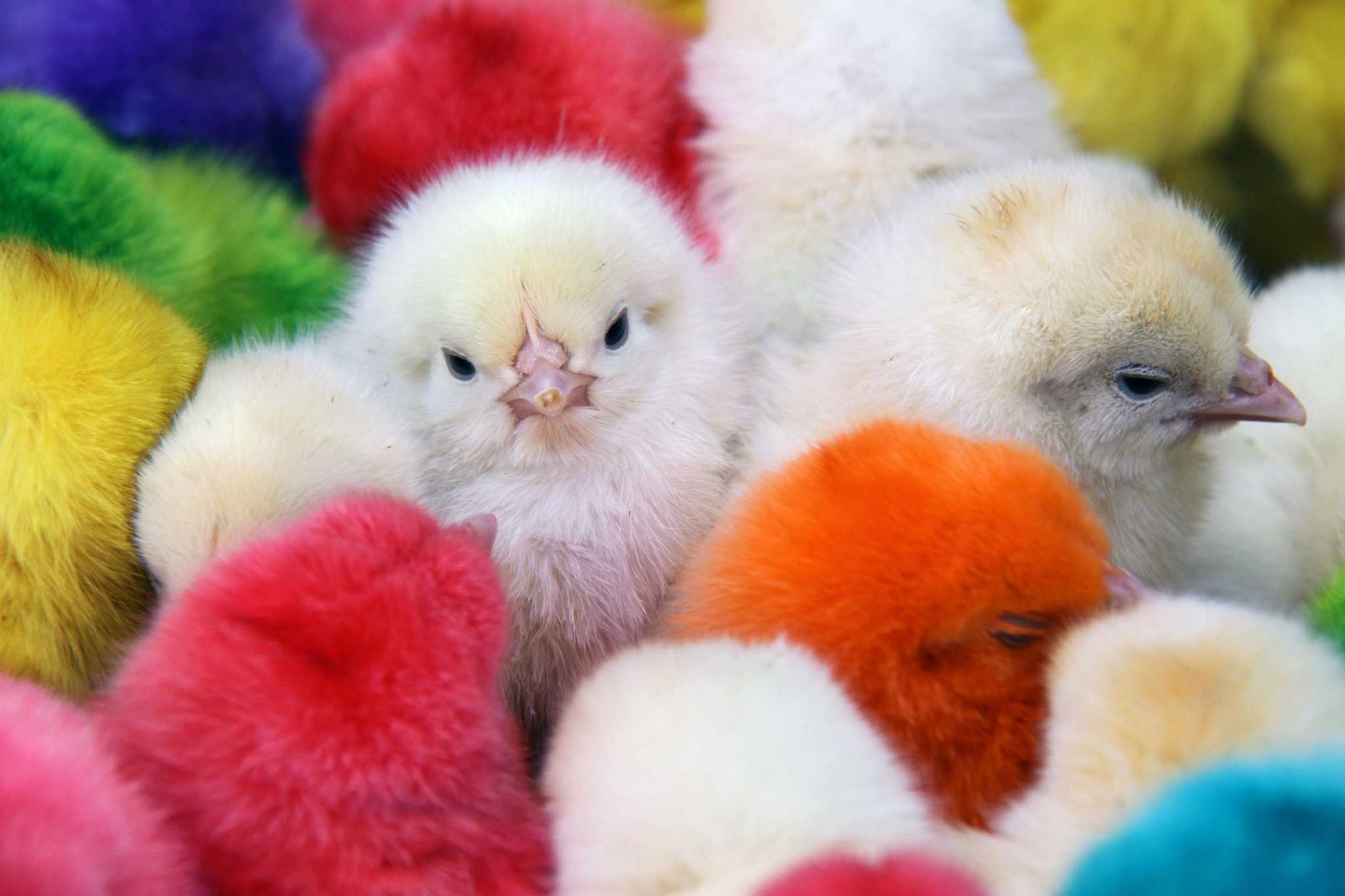 На цыплят быть похожими. Бройлер Кобб 500. Разноцветные цыплята. Крашеные цыплята. Радужные цыплята.