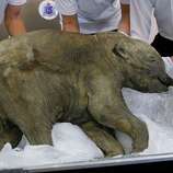 News of the world in photos: Baby mammoth, age 42,000 years - seattlepi.com