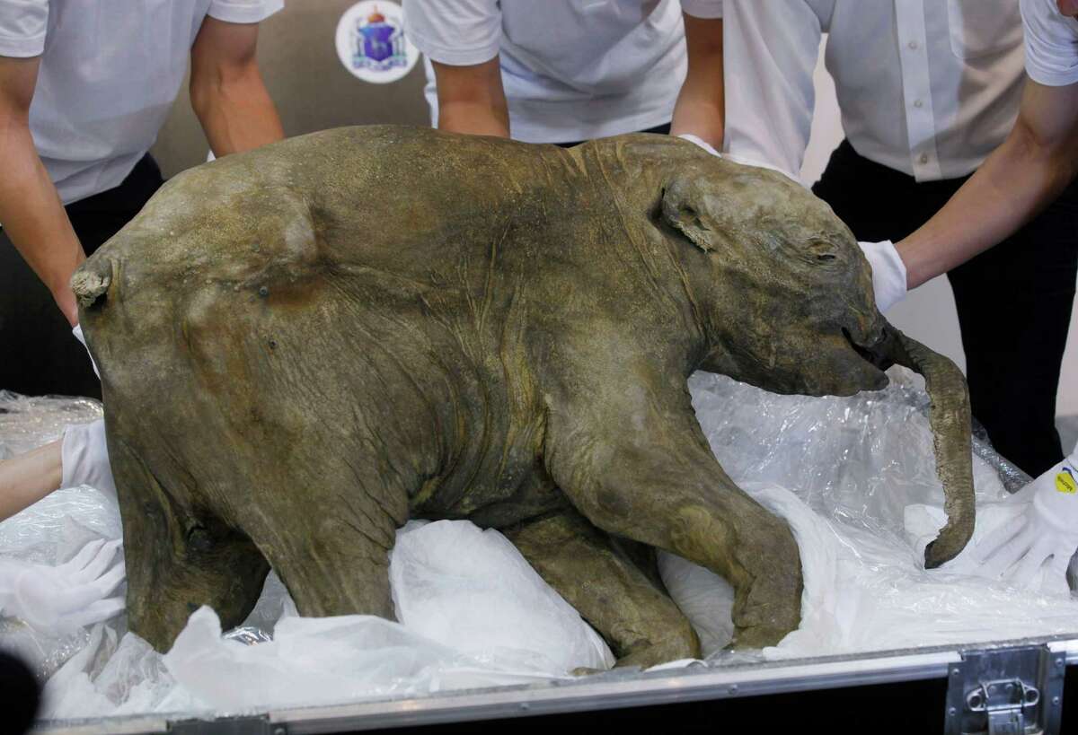 News of the world in photos: Baby mammoth, age 42,000 years