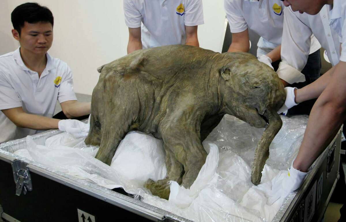 News of the world in photos: Baby mammoth, age 42,000 years