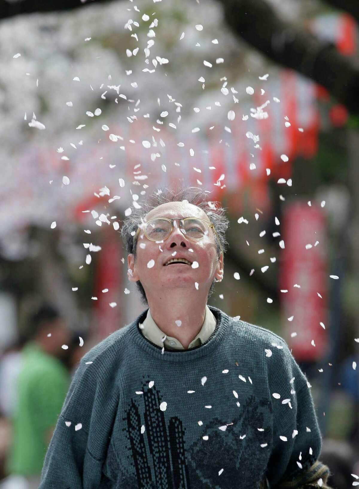 A man admires cherry blossom petals falling as cherry blossoms are in full bloom at Ueno Park in Tokyo,Tuesday, April 10, 2012.