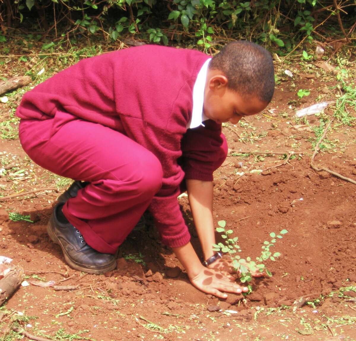 for Conservation aims to preserve national tree of Tanzania