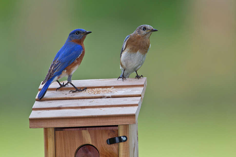 Bluebirds set up housekeeping in Texas - Houston Chronicle