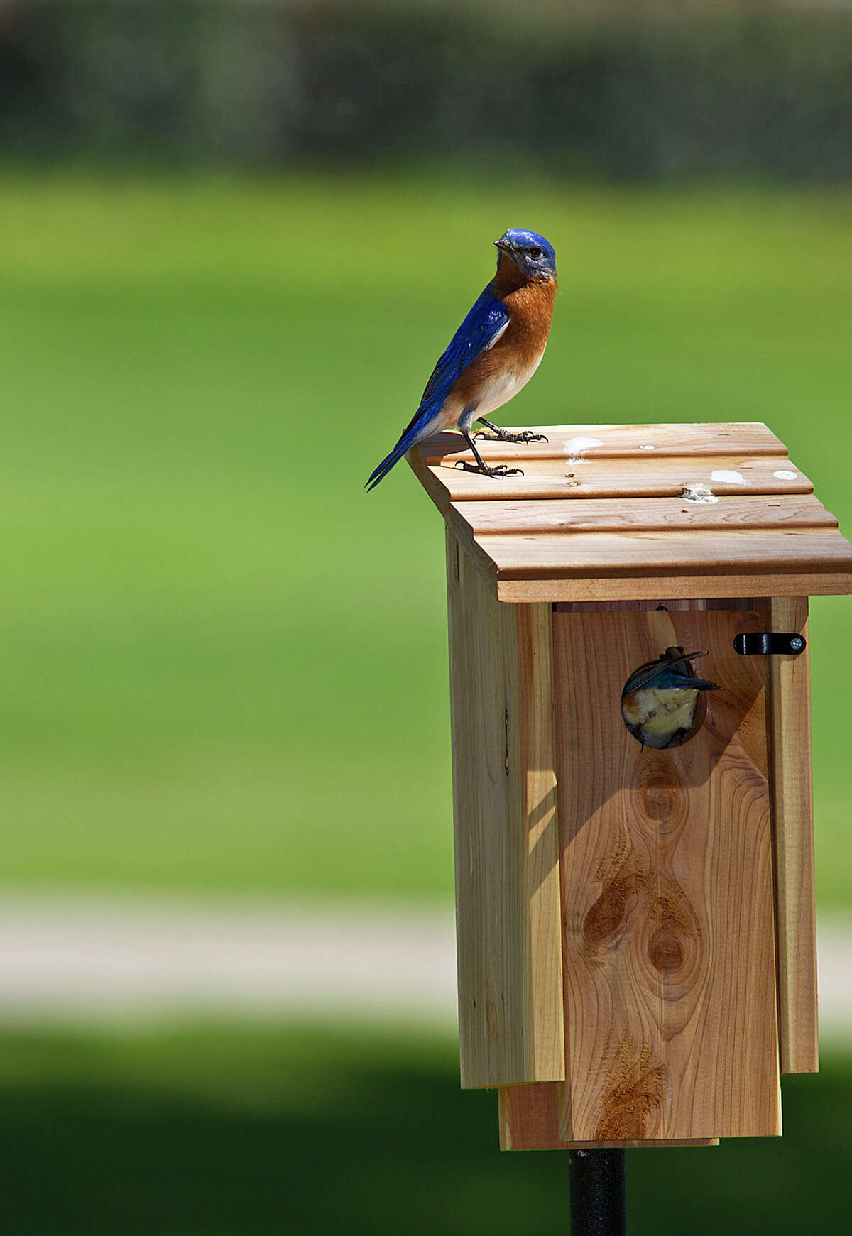 Bluebirds set up housekeeping in Texas