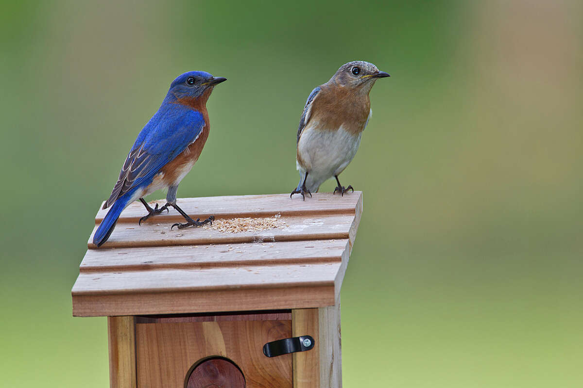 Bluebirds Set Up Housekeeping In Parts Of The Lone Star State