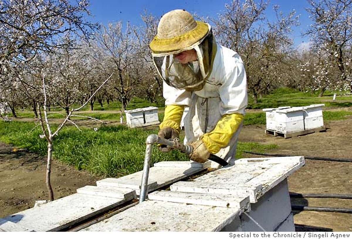 The Almond and the Bee