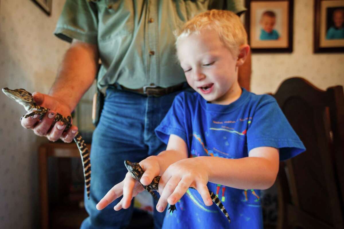 Hunter Janik, 6, holds a baby 1-year-old alligator his grandfather Larry Janik raises in the family's house at Janik Alligators.
