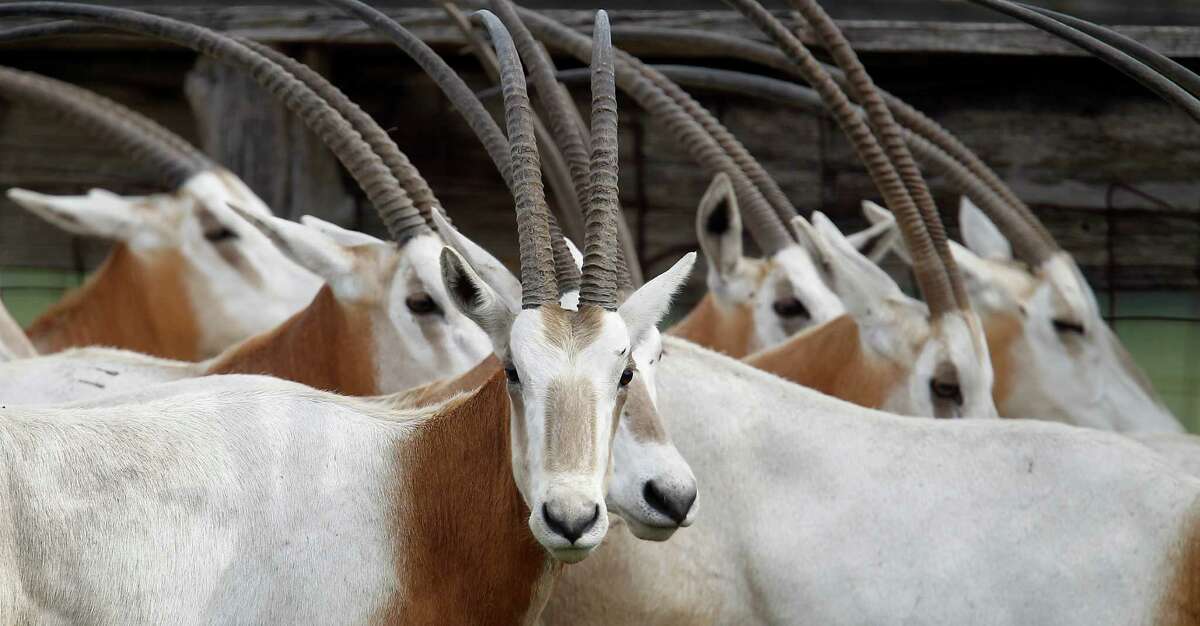 Scimitar-horned oryxes at a Huntsville auction. These animals now receive full protection under the Endangered Species Act, which may put them at risk.