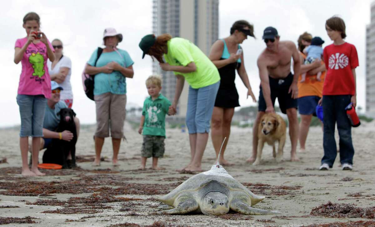 Beach goers watch as a Kemp's ridley sea turtle named Mij makes its way to the ocean after being released on East Beach, Friday, April 13, 2012, in Galveston. The turtle was tagged with satellite tracking device by members of the Trophic Ecology and Sea Turtle Biology Lab at Texas A&M Galveston.
