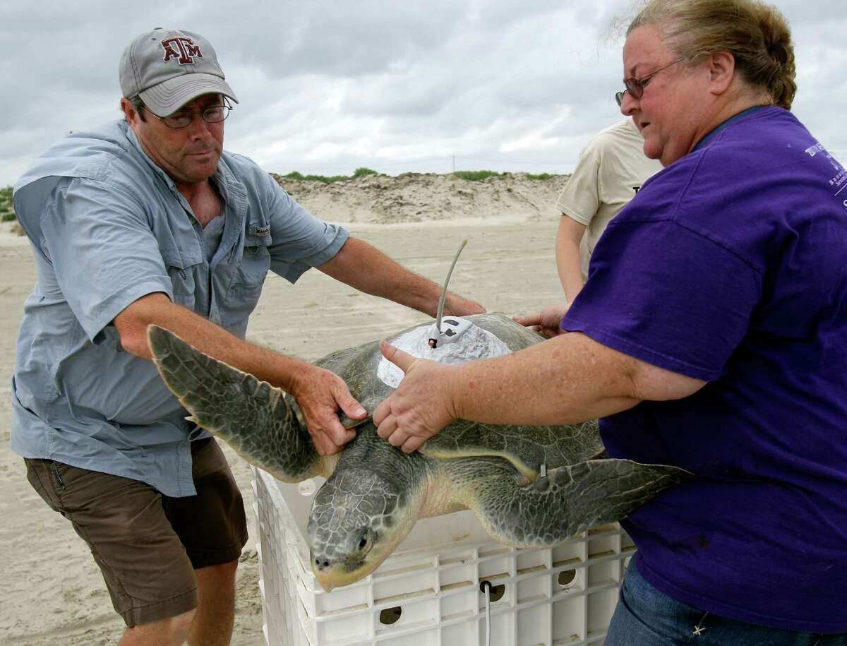David Cummings, left, a research assistant, and Dr. Kimberly Reich, right, director of the Trophic Ecology and Sea Turtle Biology Lab at Texas A&M Galveston release a Kemp's ridley sea turtle named Mij.